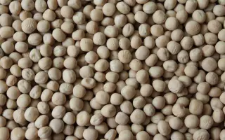 Інтенсивний 97