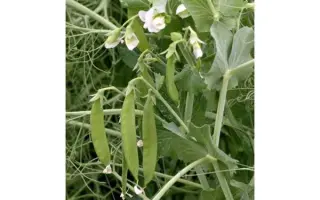 Харківський 376