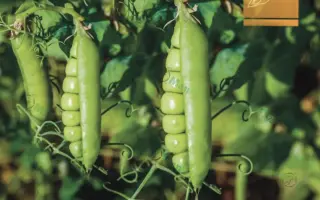 НС Мраз / НС Мороз