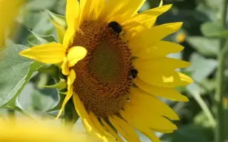 1046H SU / 1046Х СУ