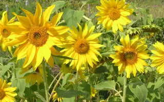 11 TR 077 / 11 TP 077