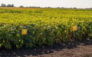 Агрономічний