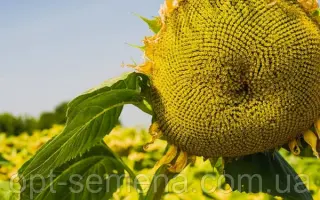 Академічний