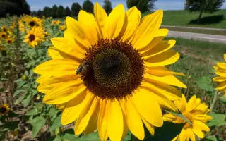 Basco ST / Баско ШТ