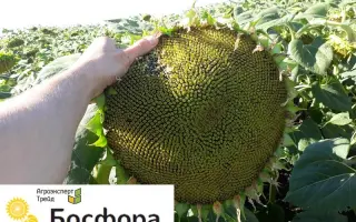 Bosfora / Босфора