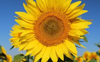 GK Milia / ГК Мілія