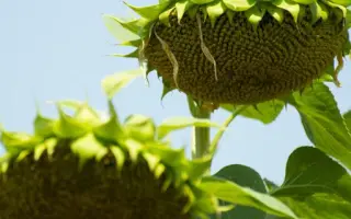 Гольфстрім