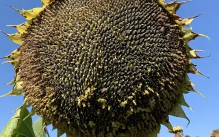 Гранд Адмірал