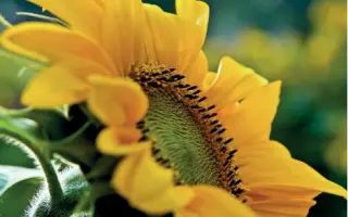 DOVER CLP / ДОВЕР КЛП