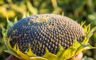 ES MONALISA / ЕС МОНАЛІЗА