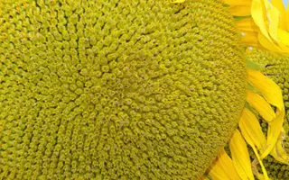 ES ROMANTIC / ЕС РОМАНТИК