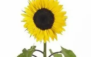 SURO191 / ЗУРО191