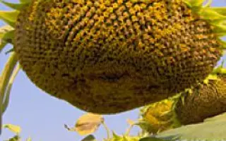 Запорізький 28