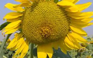 Запорізький 32