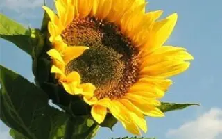 Subella CL / Зубелла КЛ