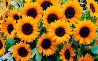 ILINKA / ІЛІНКА