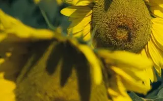 Irinasol / Ірінасол