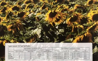 Kalamis / Каламис