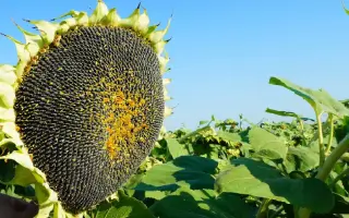 Kalluga / Каллуга