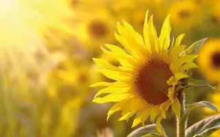 CASTO ST / КАСТО ШТ