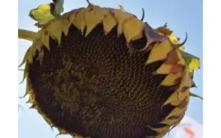 KWS APACHE CL / КВС АПАЧІ КЛ