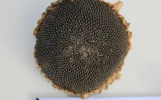 KWS Dragon / КВС Драгон