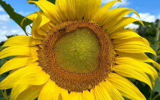 Kentavr / Кентавр