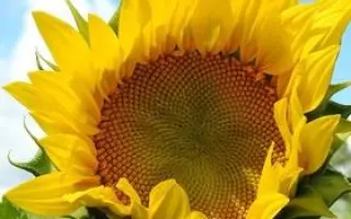 CobaltII / Кобальт2