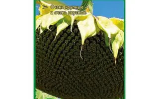 Confeta F1 / Конфета F1