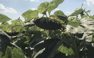 Latituda OR / Латітуда ОР