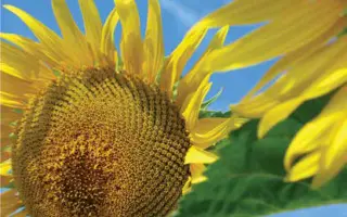 LG 5665 M / ЛГ 5665 М