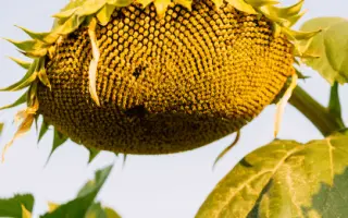 LG50609 SX / ЛГ50609 СХ