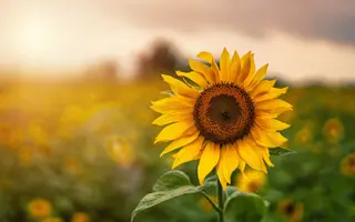 LG50689 SX / ЛГ50689 СХ