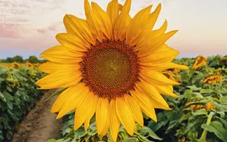 LG50779 SX / ЛГ50779 СХ