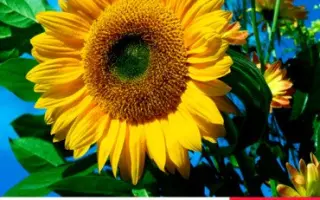 LG5631 CL / ЛГ5631 КЛ