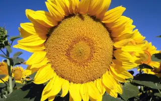 Leyila / Лейіла