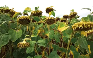 LS RUGBY / ЛС РАГБИ