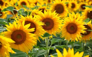 LS FORSY / ЛС ФОРСІ