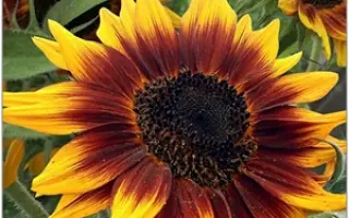 MAGMA SU / МАГМА СУ