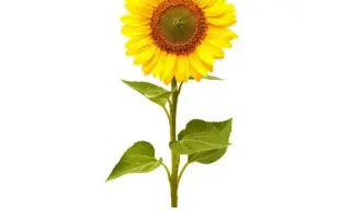 Marco ST / Марко ШТ