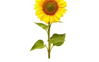 MARCIANO ST / МАРЦИАНО ШТ