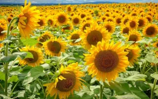 Mastak / Мастак