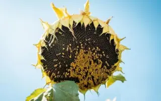 MEDUSA / МЕДУЗА