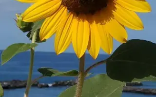 Mendoza / Мендоза