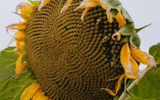 MERO ST / МЕРО ШТ