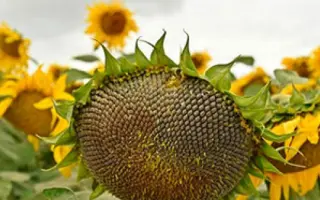 N4L215 E / Н4Л215 Е