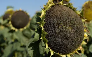 N4L472 CL / Н4Л472 КЛ