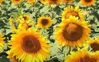 N4LM406 / Н4ЛМ406