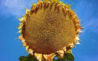 N4H202 E / Н4Х202 Е