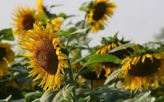 N4H302 E / Н4Х302 Е